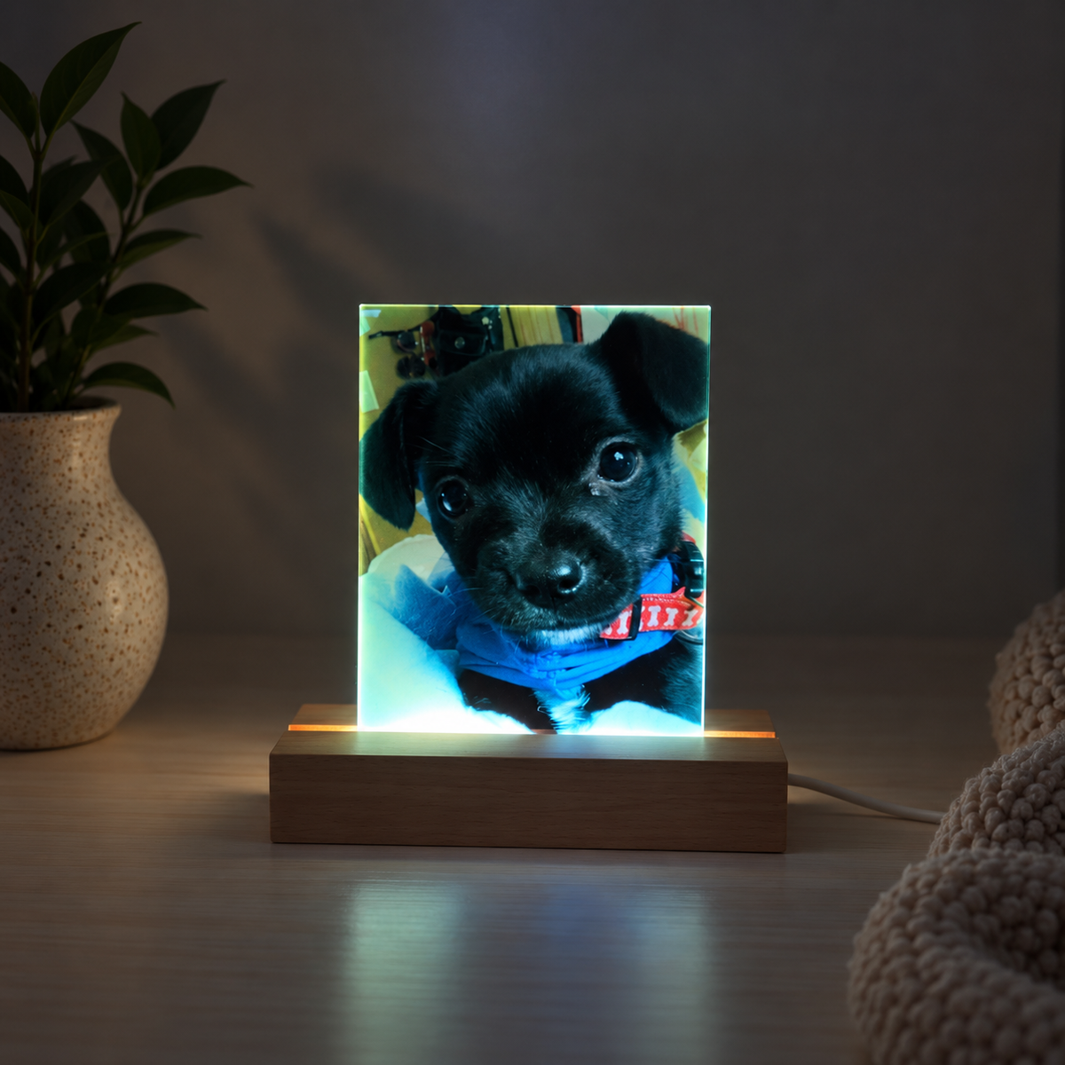 Pet light protrait